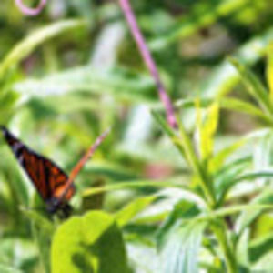 Meet your Posher, Mai dia